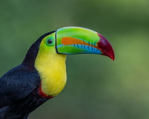 bird-wing-beak-fauna-macaw-close-up-vertebrate-toucan-andymorffew-morffew-naturethroughthelens-costarica-keelbilledtoucan-coraciiformes-piciformes-268347